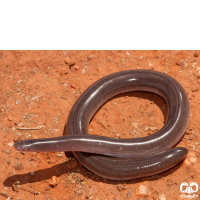 خانواده مارهای کرمی شکل Typhlopidae